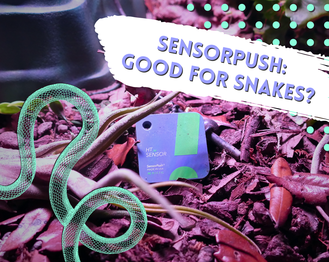 SensorPush App Controlled Thermometer Hygrometer Combo. Tesxt reads, "SensorPush: Good For Snakes?"